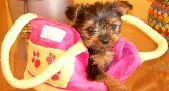 Yorki 